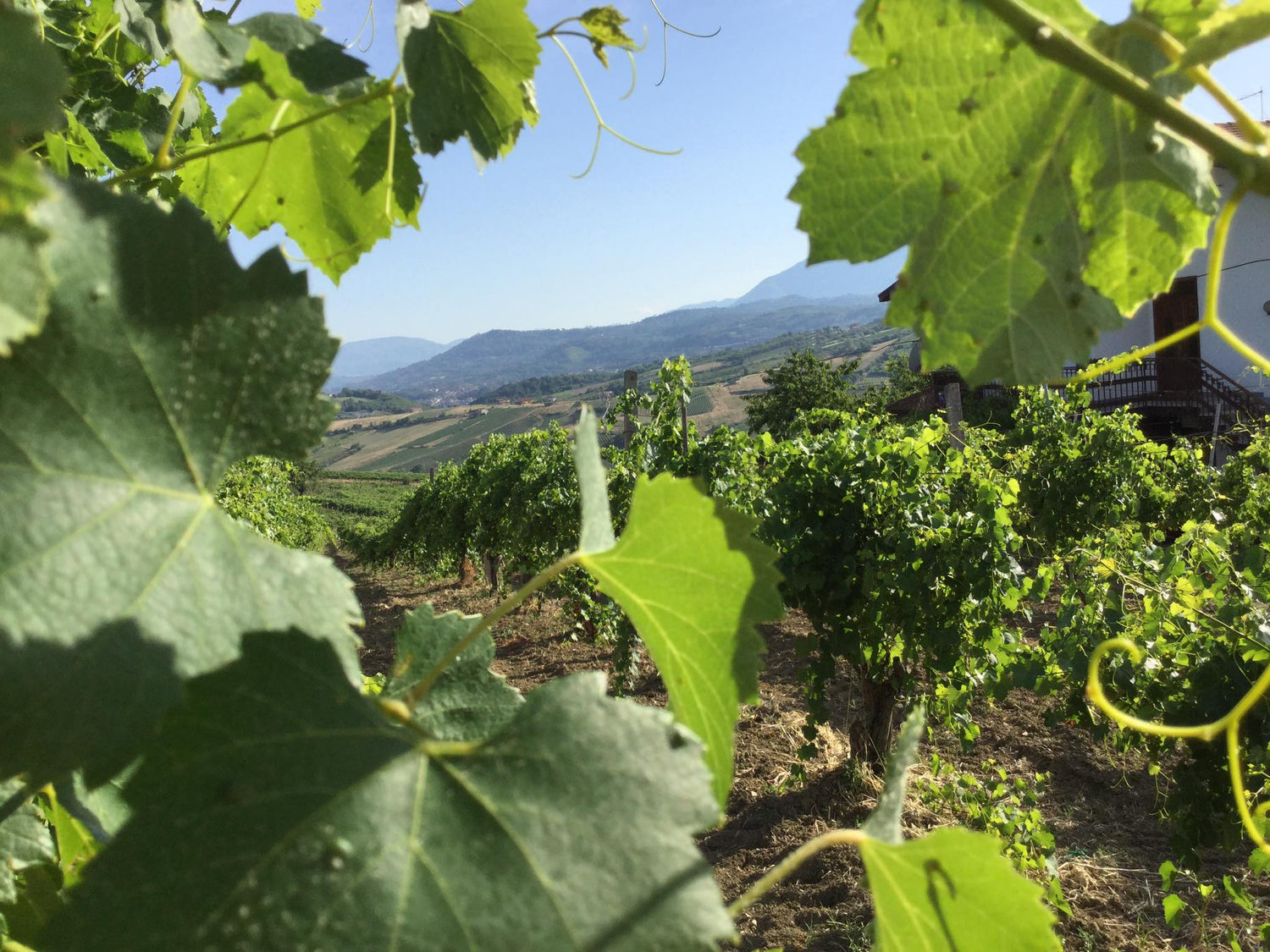 Enoturismo in Italia nella Regione Campania nella zona dell'Irpinia. Vivi o Regala un'esperienza emozionale con i nostri Wine Tour Acquista i vini o wine box di vini autoctoni e eccellenti Taurasi Fiano di Avellino Greco di Tufo