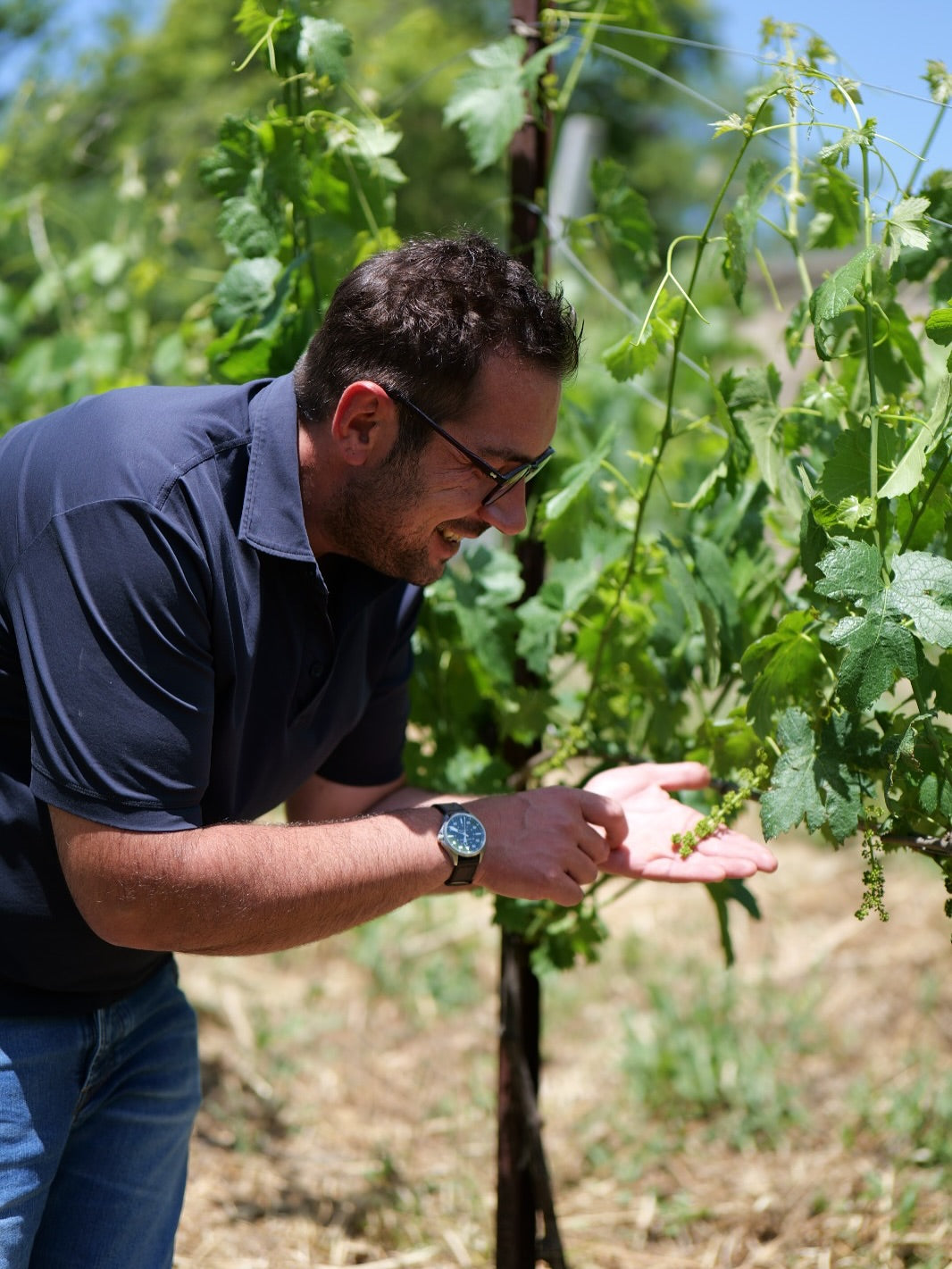 Adopt a Vine - Company: Boccella Rosa