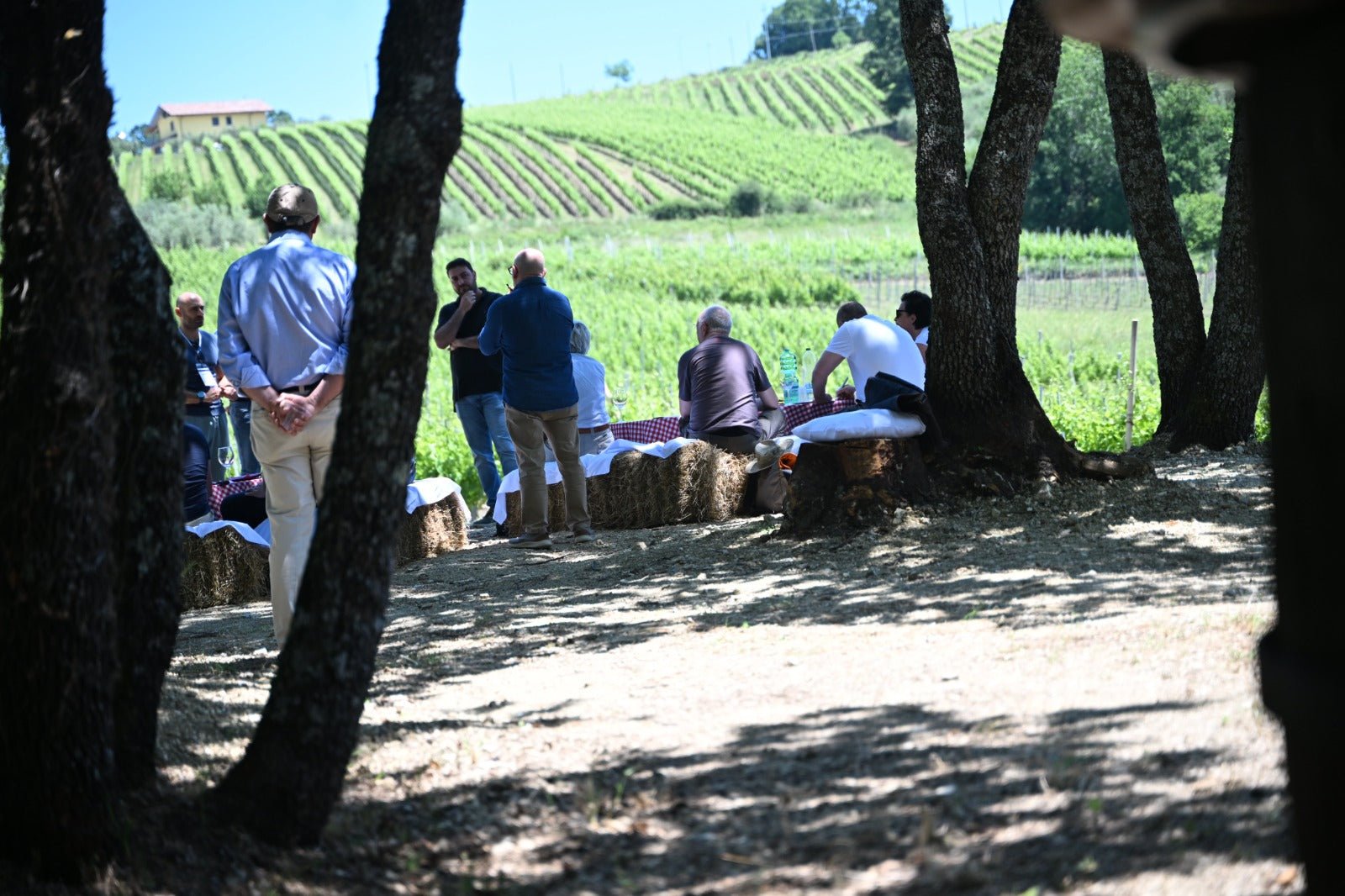 Adotta una Vite - Azienda: Antonio Molettieri - Vitigni Irpini