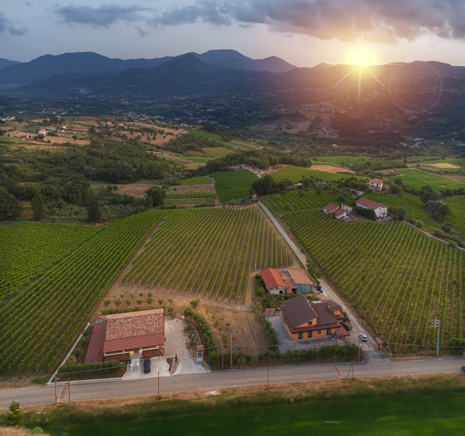 Adotta una Vite - Azienda: Antonio Molettieri - Vitigni Irpini