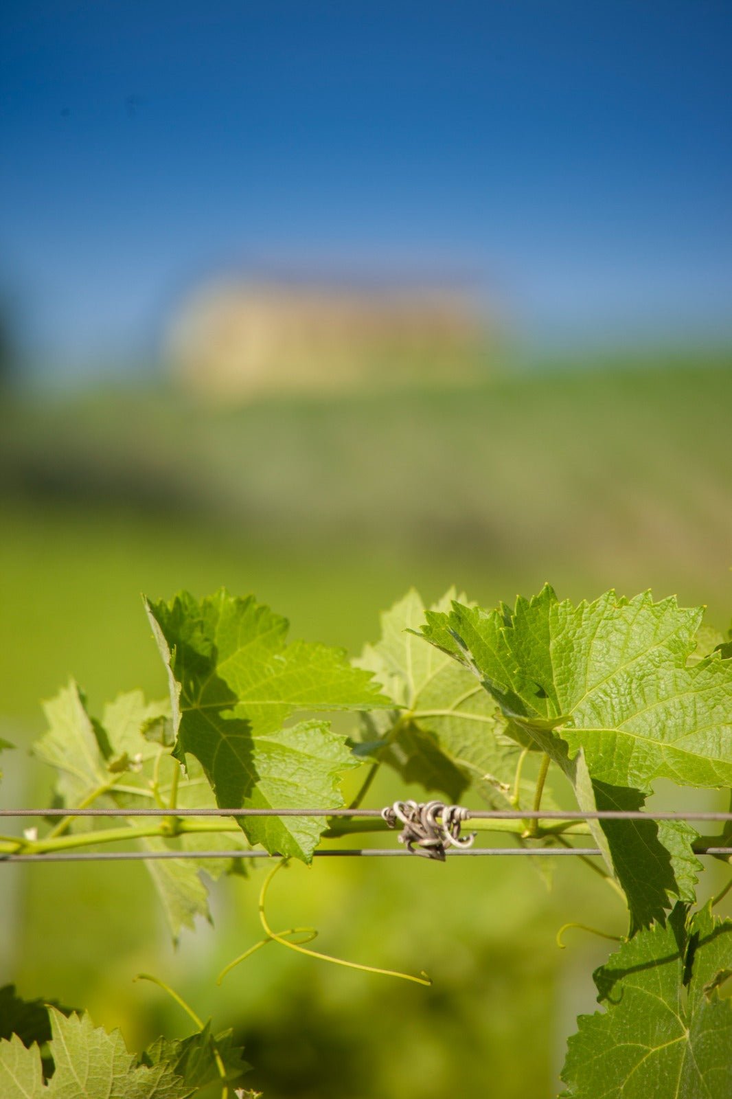Adotta una Vite - Azienda: Antonio Molettieri - Vitigni Irpini