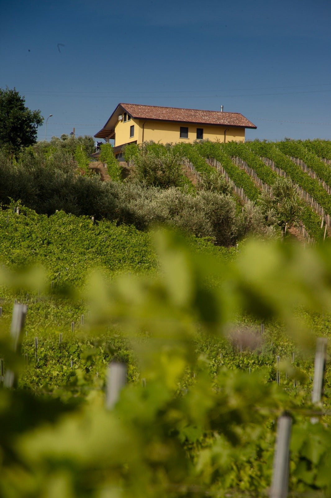 Adotta una Vite - Azienda: Antonio Molettieri - Vitigni Irpini