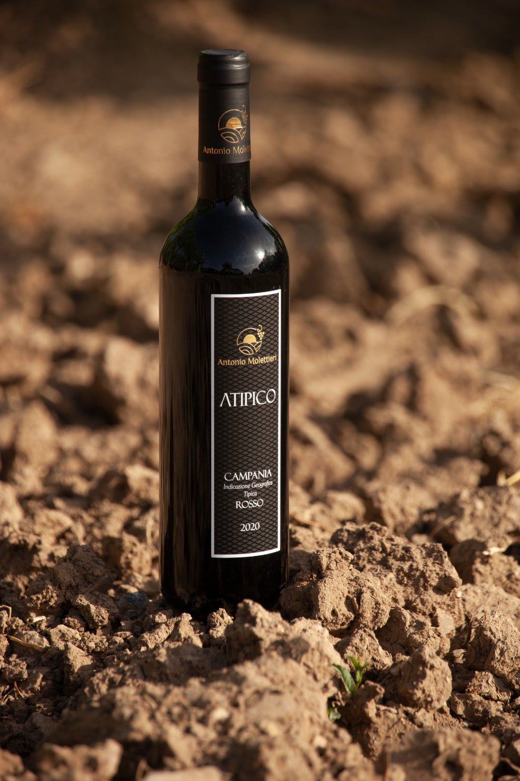 Campania Rosso "Atipico" Igt (Merlot) - Azienda: Antonio Molettieri - Vitigni Irpini