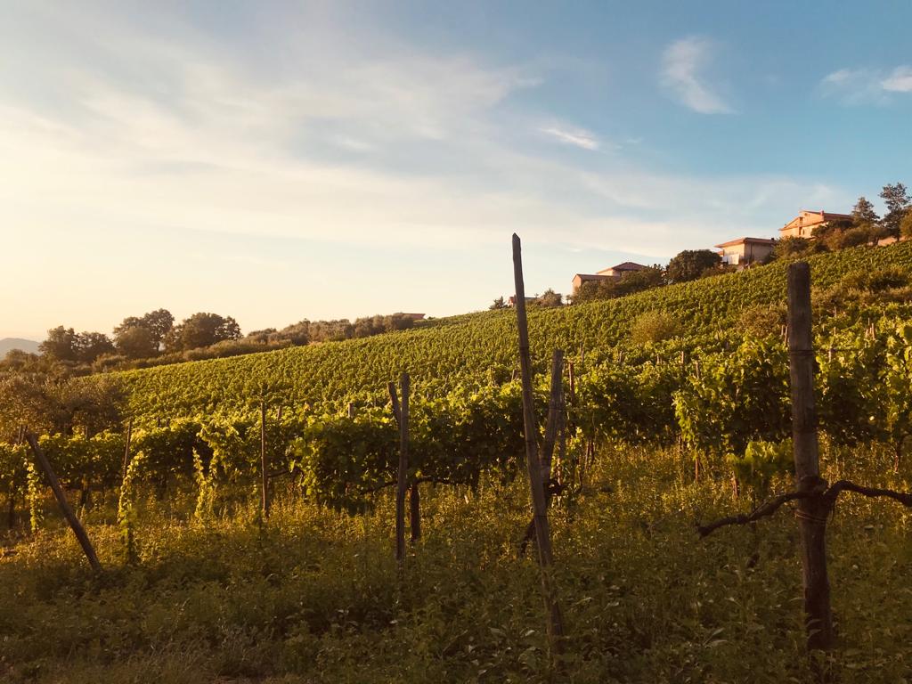 Azienda Agricola Boccella e il Rasott: l'Aglianico di Castelfranci che emoziona
