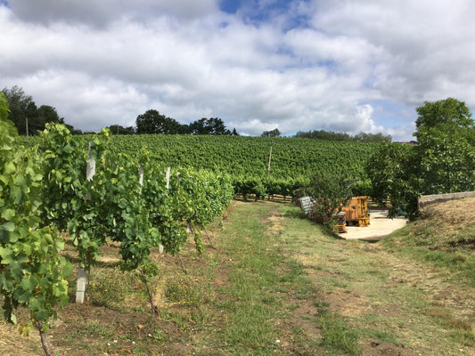 Vini Contrada: l'Irpinia raccontata con eleganza