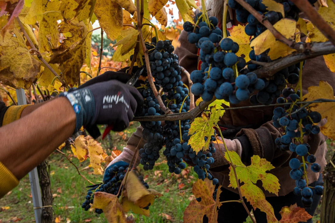 Aglianico dell'Irpinia: perché è diverso da tutti gli altri