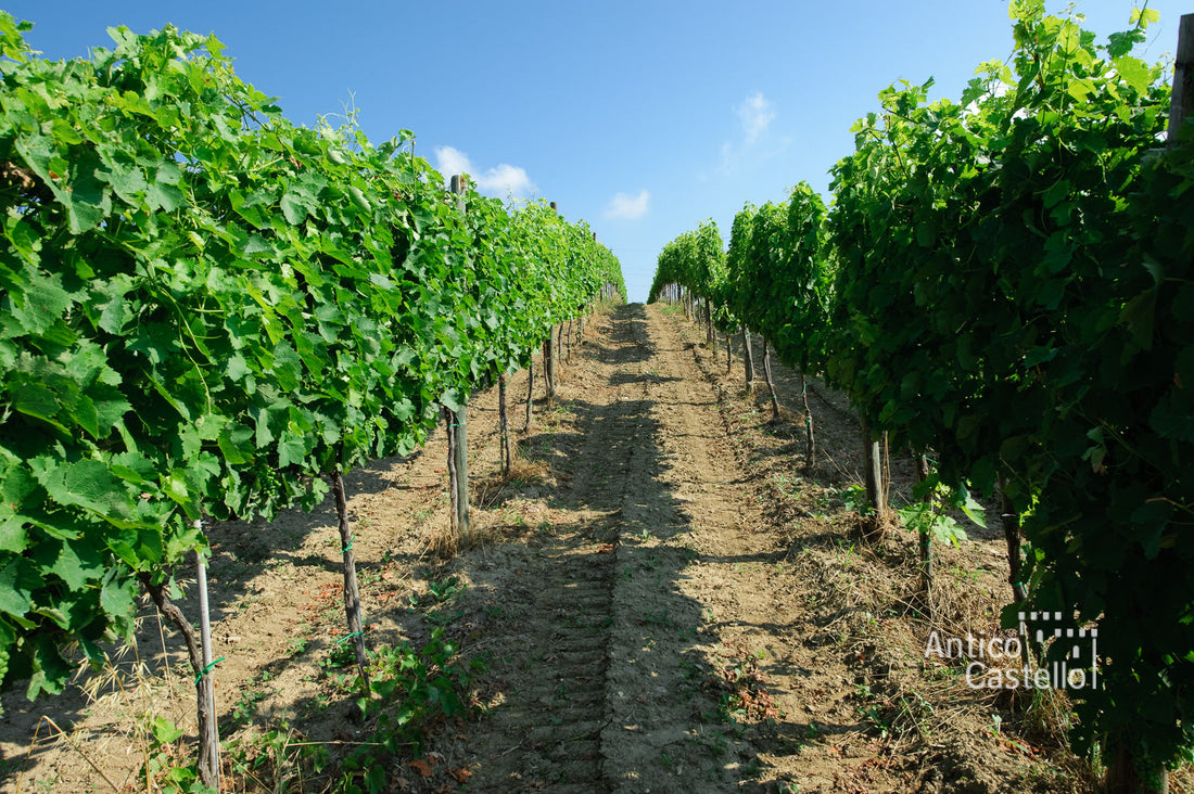 Antico Castello: l'Irpinia in ogni sua forma