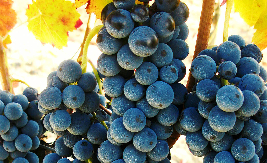 Irpinia Campi Taurasini DOC: l'Aglianico che non tutti conoscono