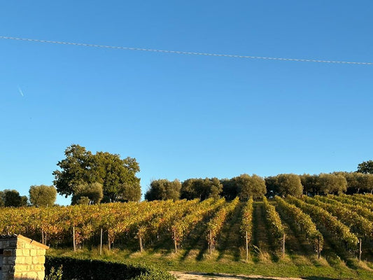 Adotta una vite in Irpinia: diventa parte della storia