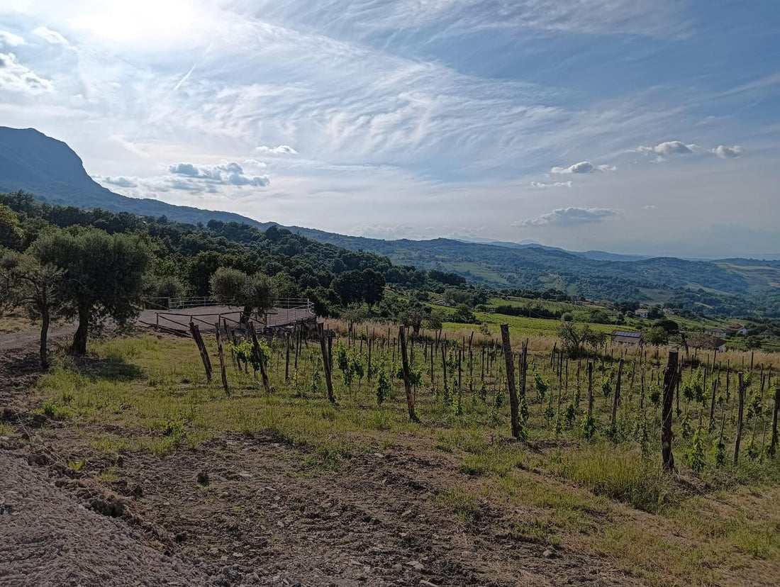 Giovanni Molettieri: l'anima giovane del Taurasi