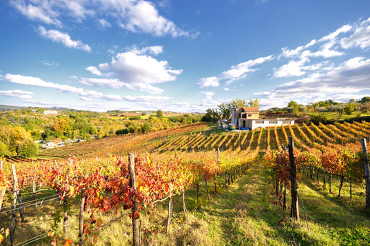 Cantine Russo: l'Aglianico di Taurasi nel cuore della denominazione