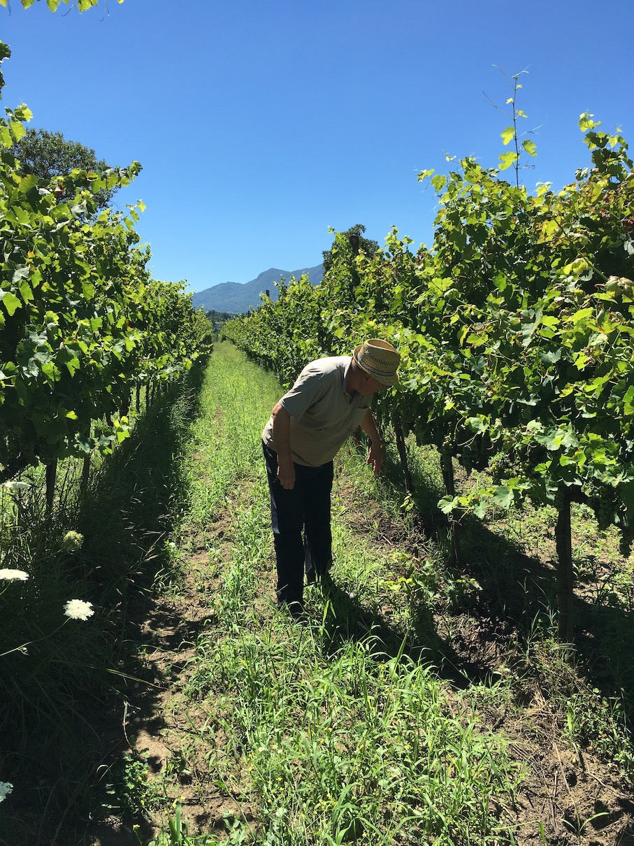 Cantina Lonardo: custodi del Taurasi e del Grecomusc'