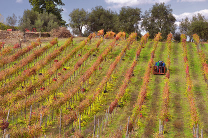 Adotta una Vite - Cantine Russo