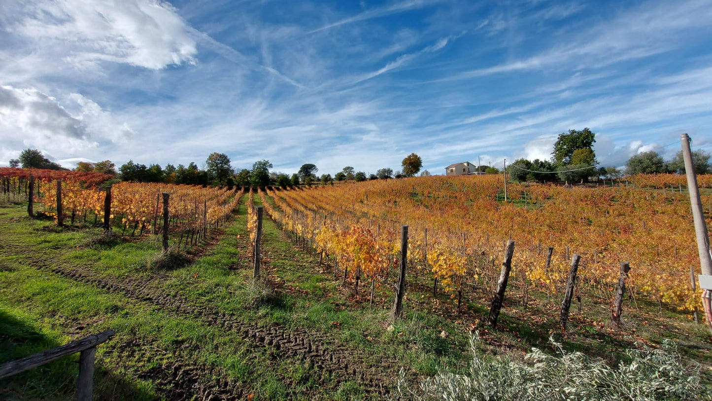 Adotta una Vite - Cantine Russo