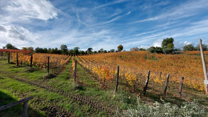 Adotta una Vite - Cantine Russo