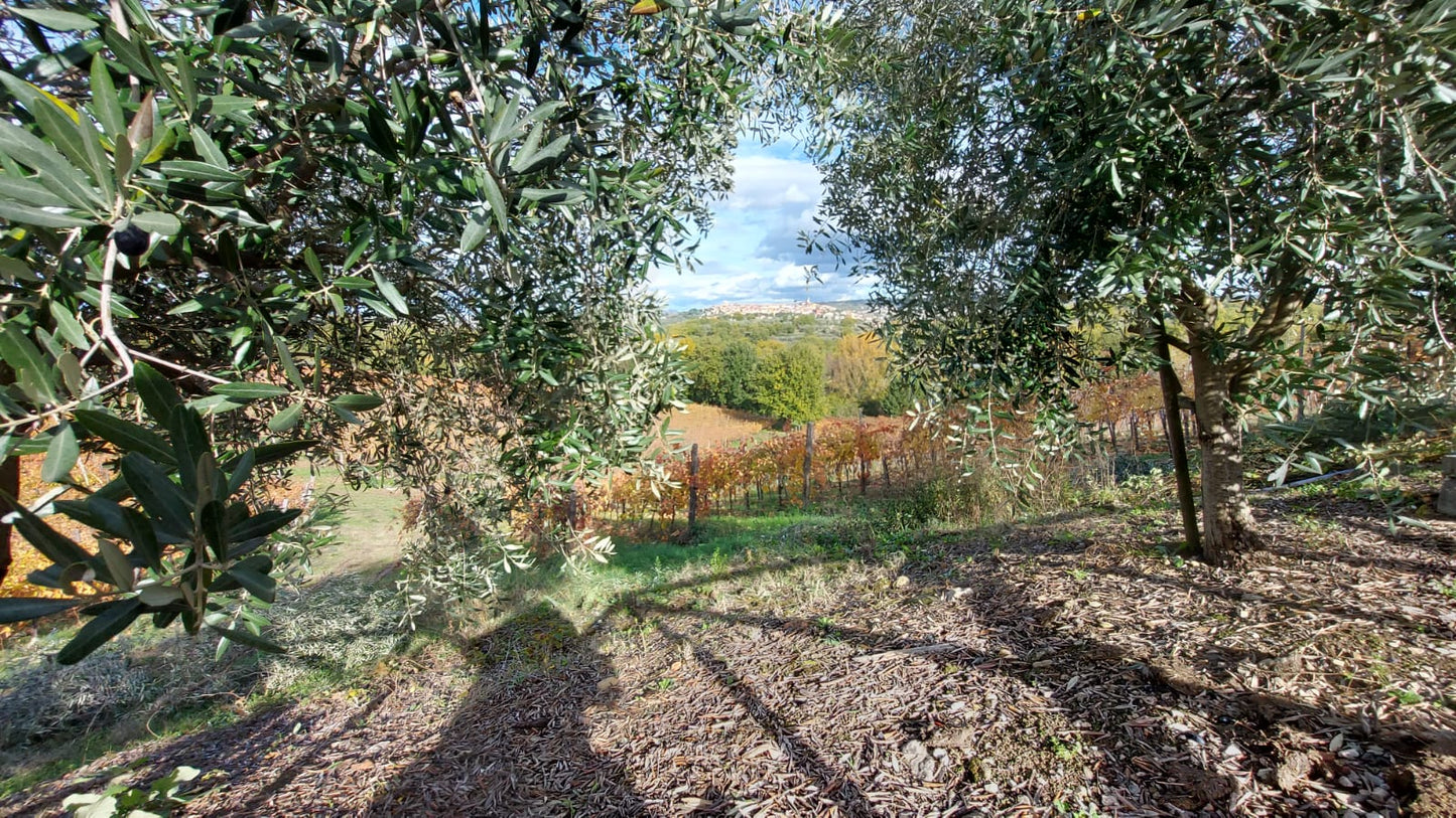 Adotta una Vite - Cantine Russo