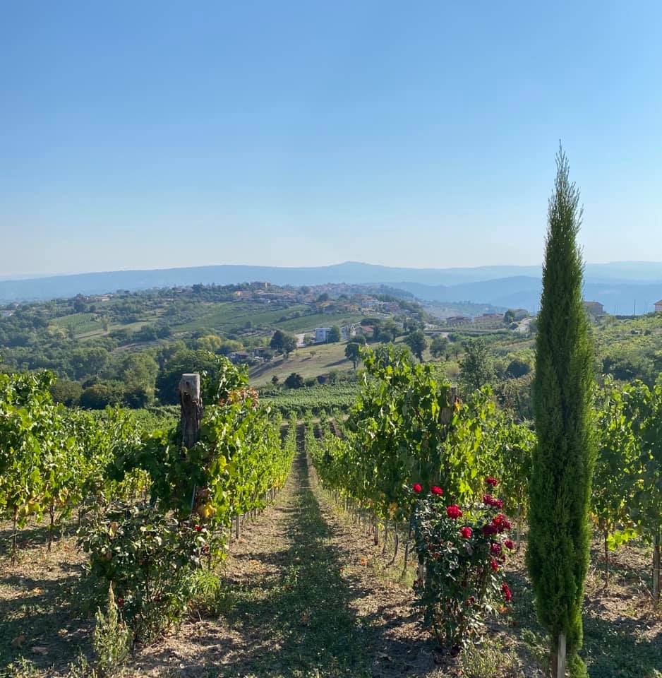 Adoptez une vigne - Entreprise : Rocca del Principe