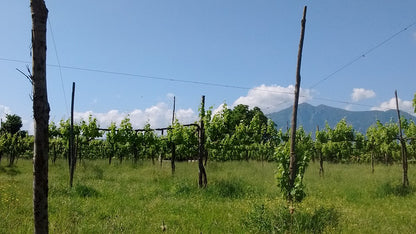 Azienda Vitivinicola - Cantina - Lonardo Contrade Taurasi - Irpinia - Areale del Taurasi - Enoturismo nella Regione Campania