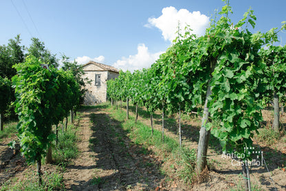 Adoptez une vigne - Entreprise : Antico Castello