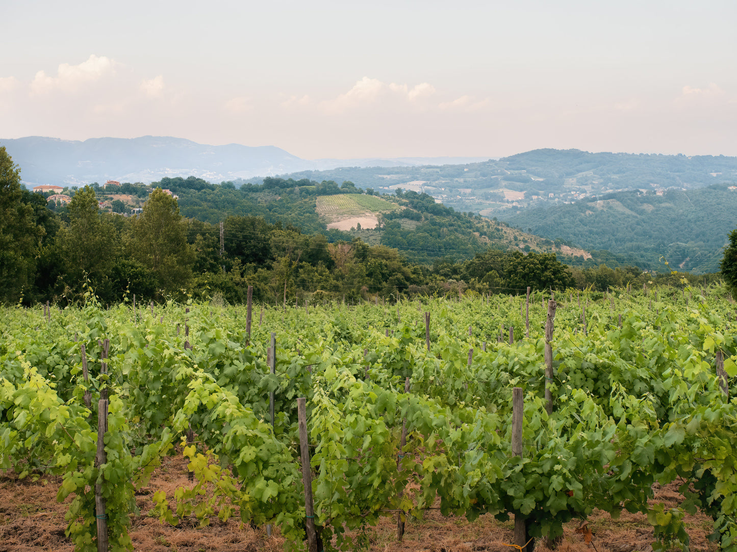 Adoptez une vigne - Entreprise : Masseria Alfano