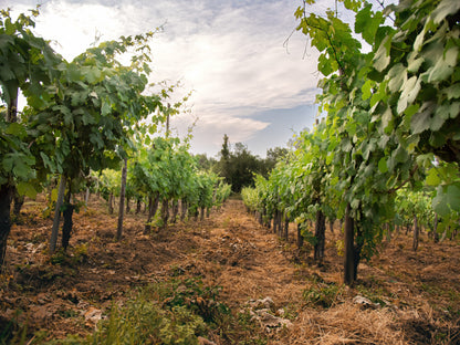 Adoptez une vigne - Entreprise : Masseria Alfano