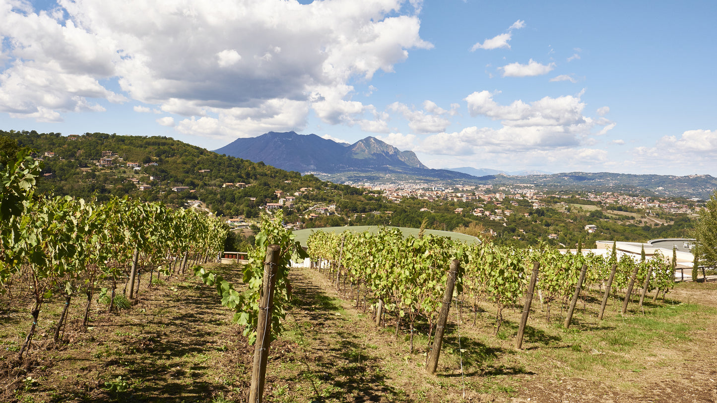 Adoptez une vigne - Entreprise : Villa Raiano